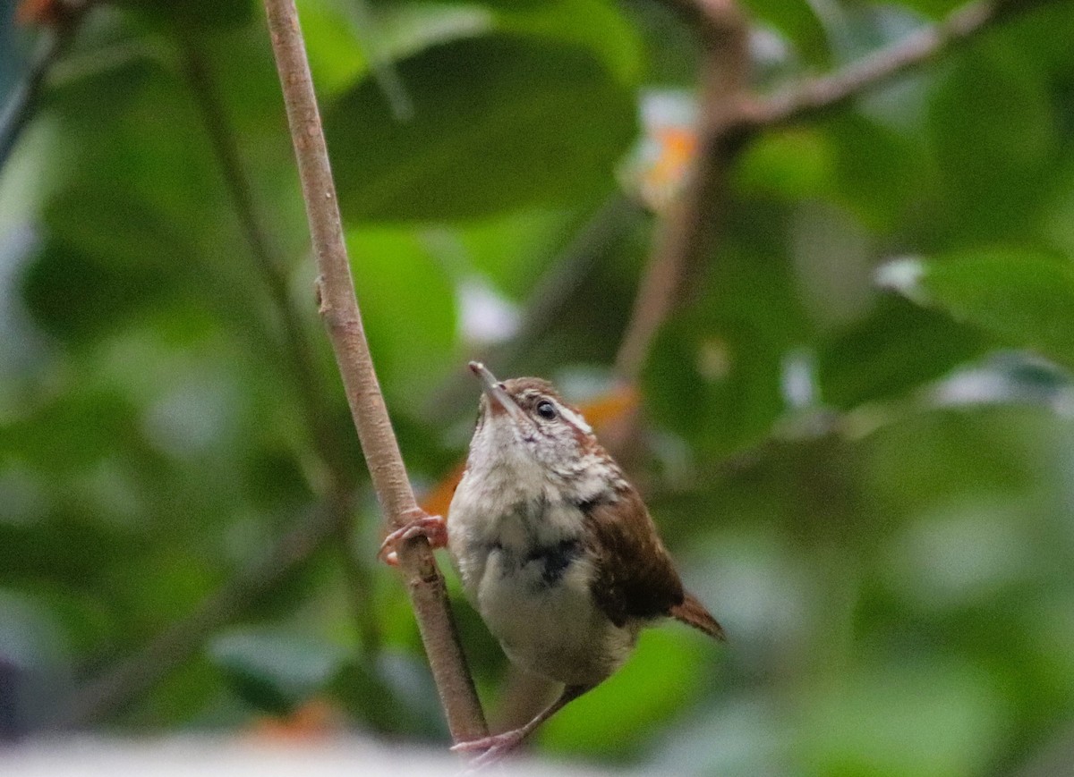 Carolina Wren - Cindy Grimes