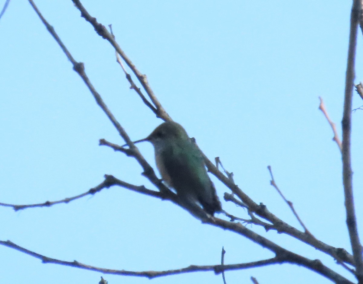 Calliope Hummingbird - ML622794673