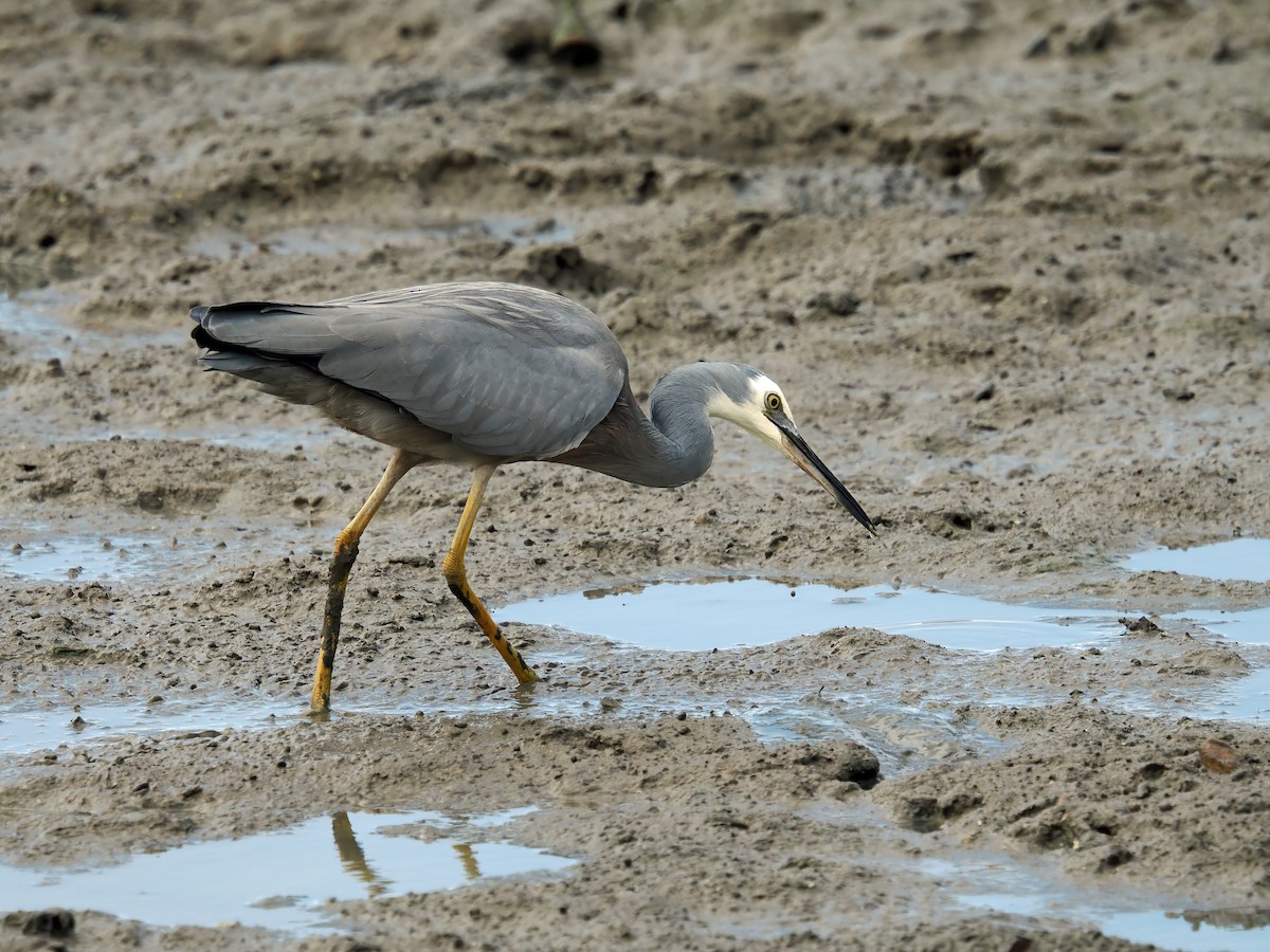 White-faced Heron - ML622794733