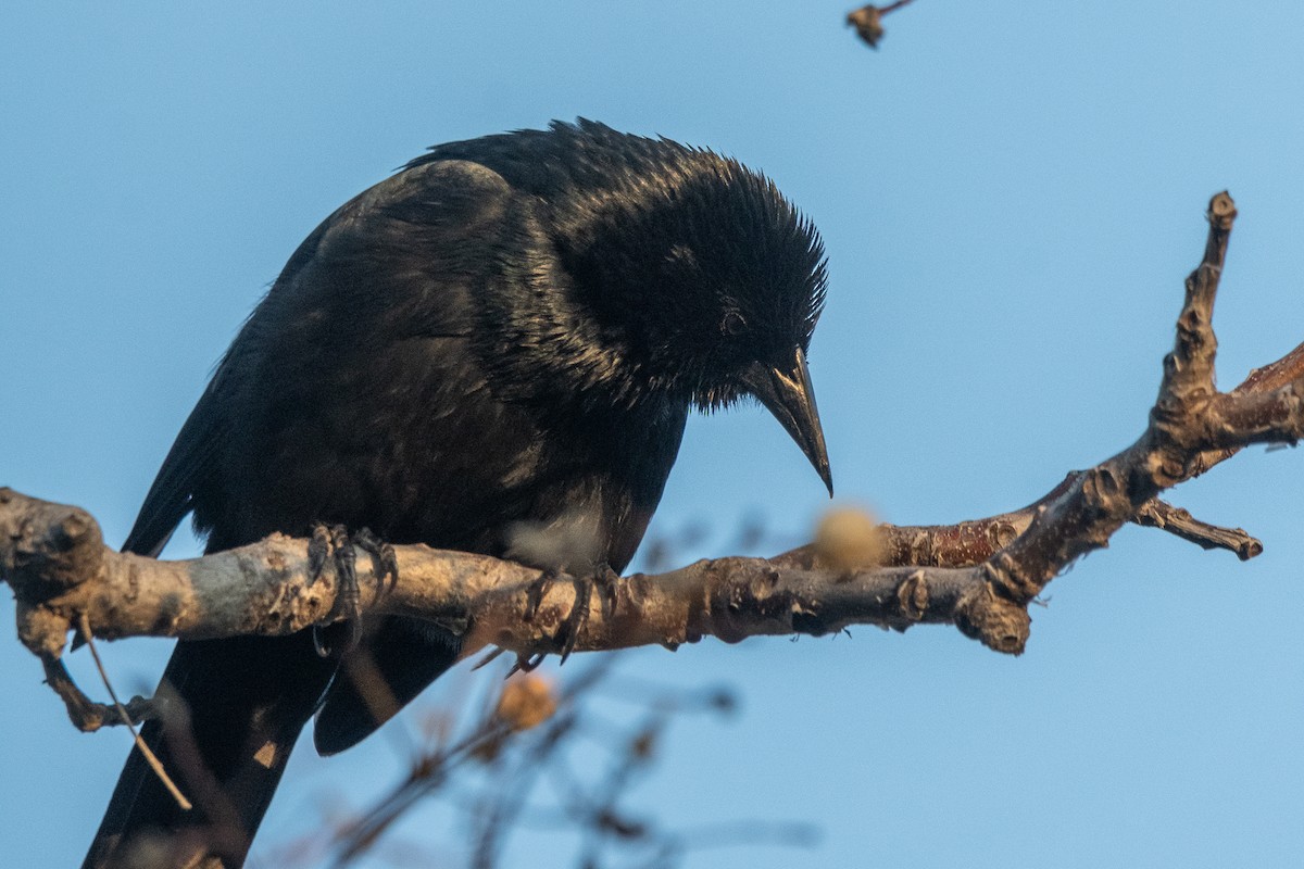 Tordo Patagón - ML622794781