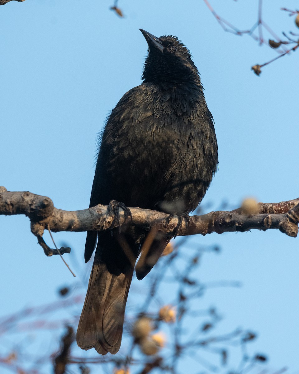 Tordo Patagón - ML622794782