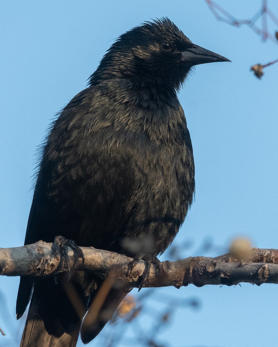 Tordo Patagón - ML622794783