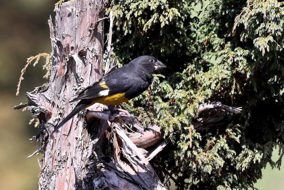 White-winged Grosbeak - ML622794821