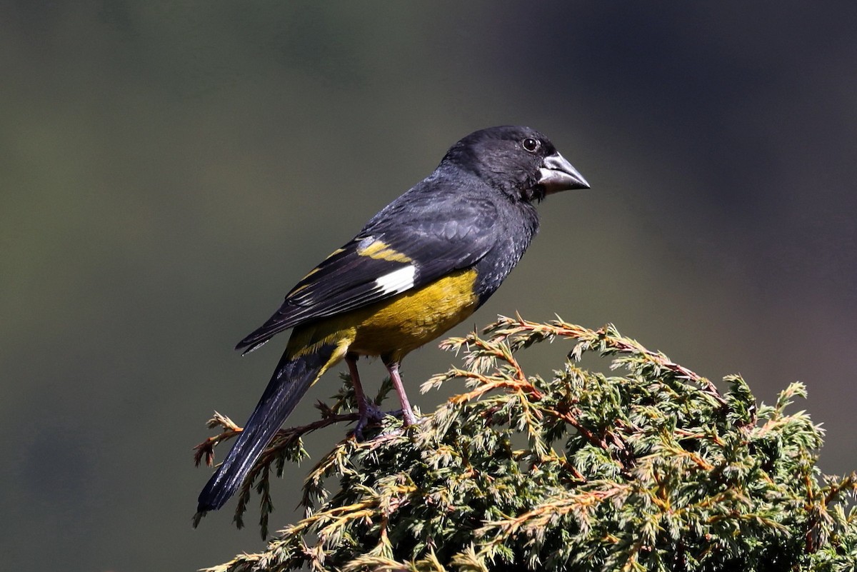 White-winged Grosbeak - Stephen Gast