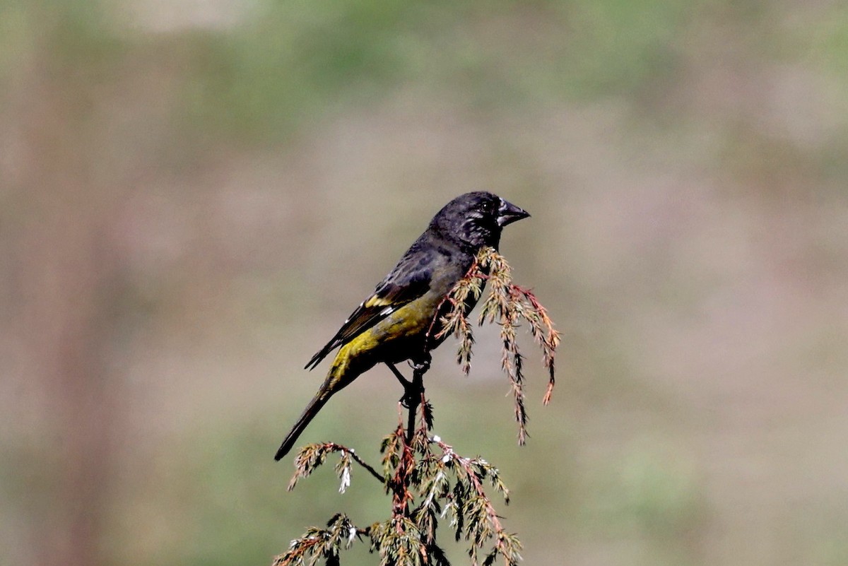 White-winged Grosbeak - ML622794833