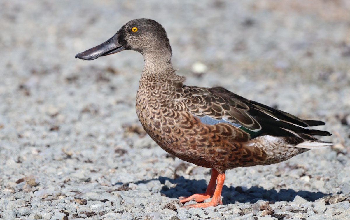 Northern Shoveler - Chris Overington