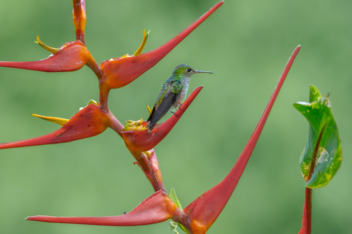 Blue-chested Hummingbird - Doug Norwood