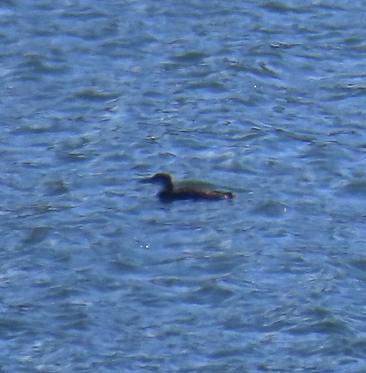 Common Loon - ML622794876