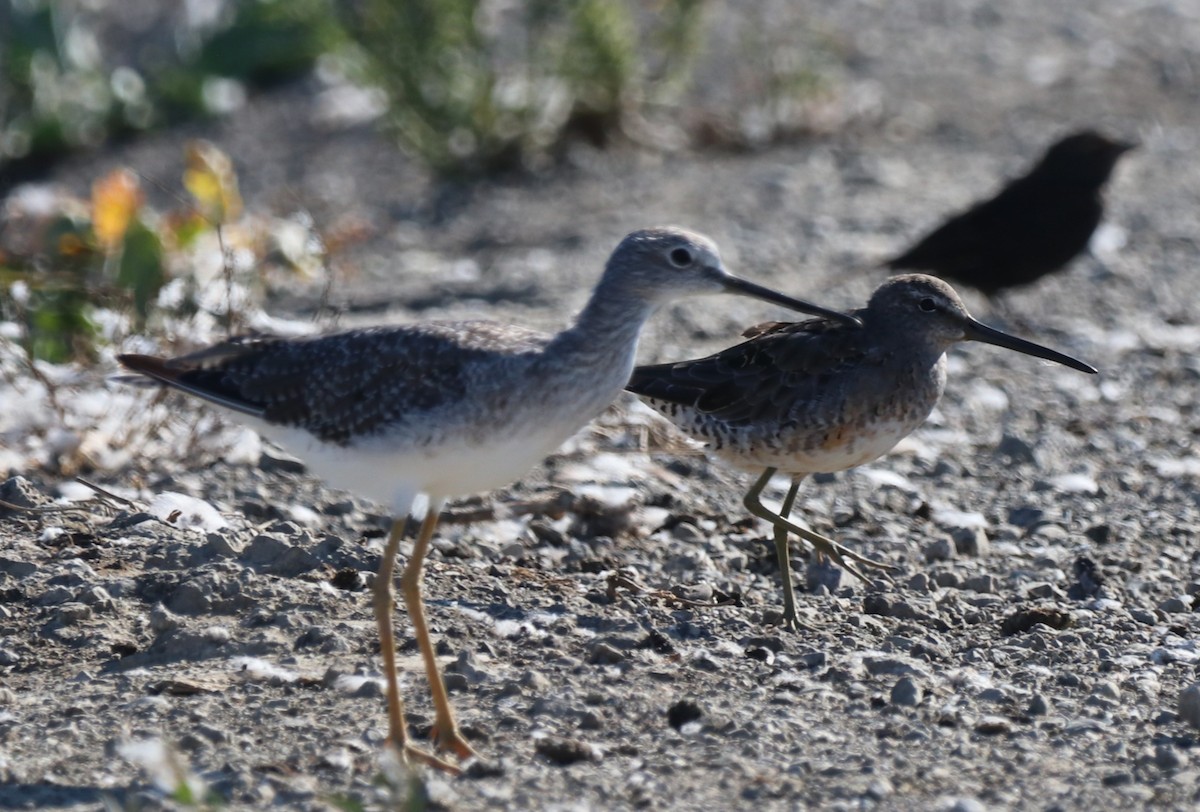 Short-billed Dowitcher - Chris Overington