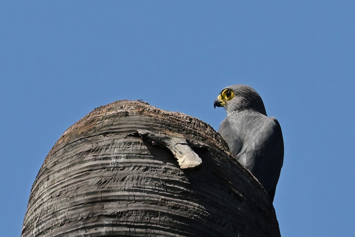 Gray Kestrel - ML622794906