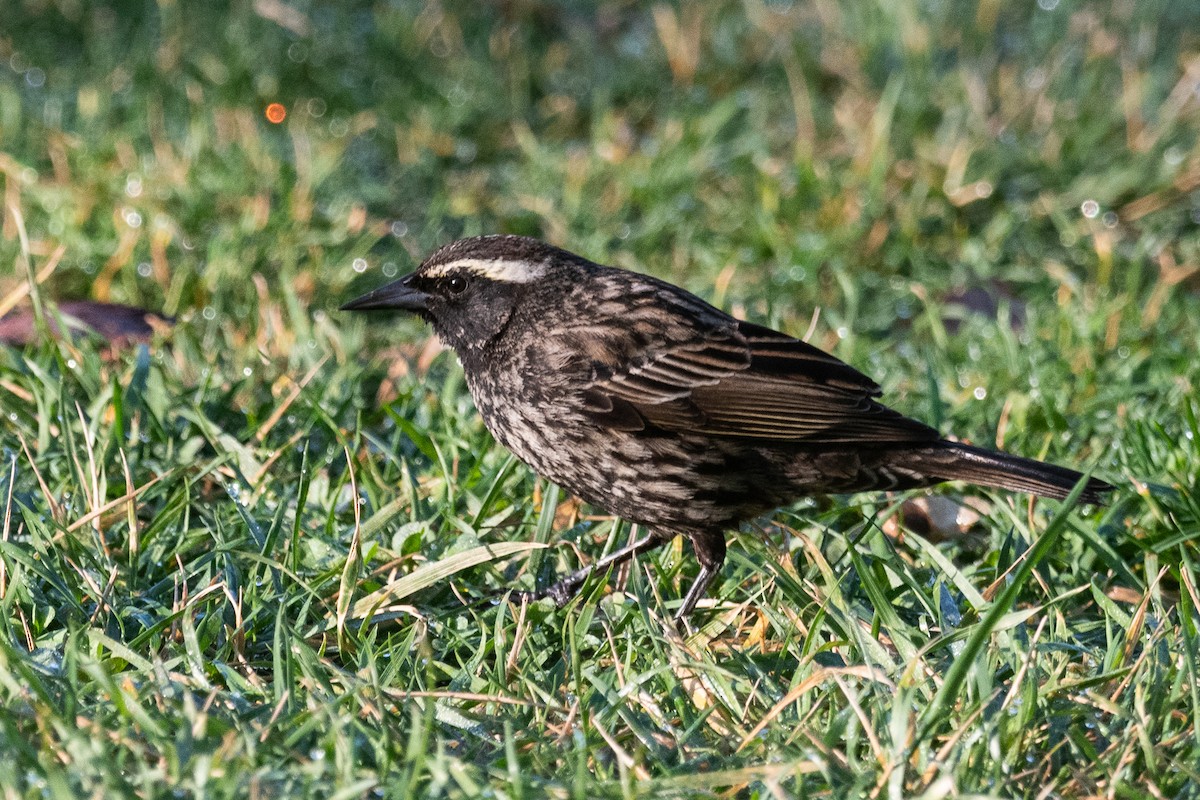 Long-tailed Meadowlark - Nicolas Mazzini