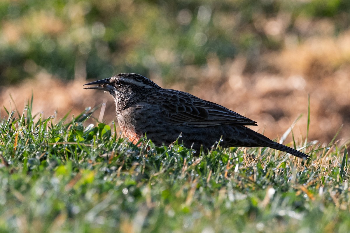 Long-tailed Meadowlark - Nicolas Mazzini