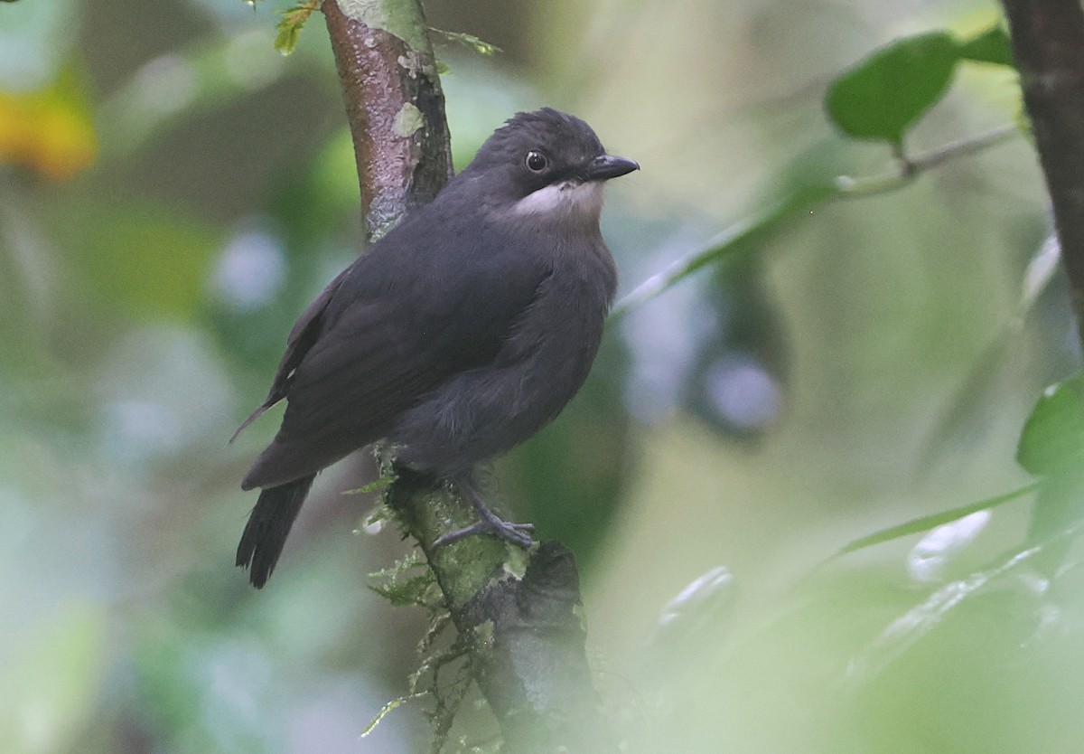 White-eyed Robin - ML622795014