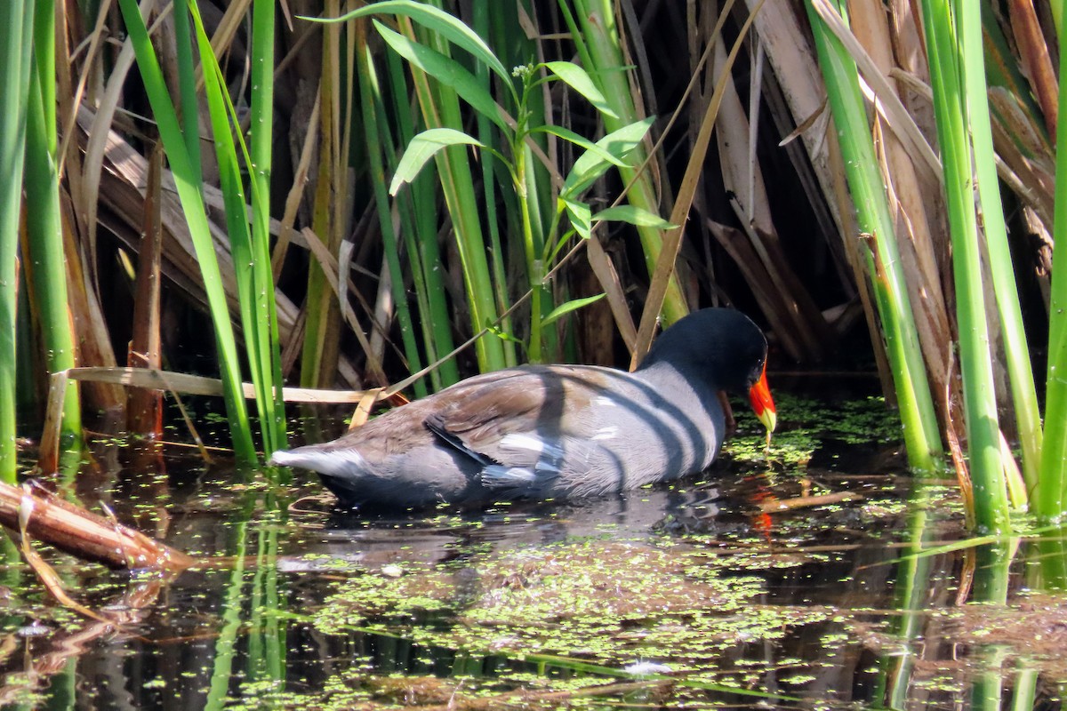 Common Gallinule - ML622795020