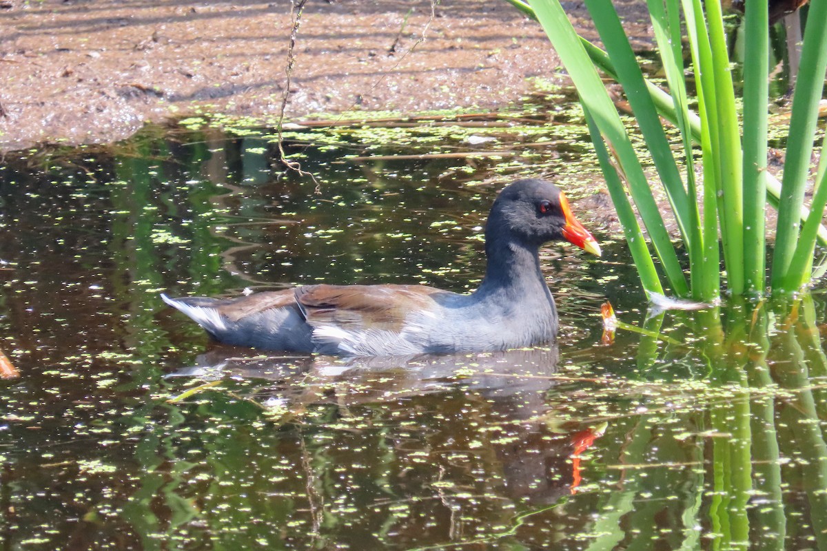 Common Gallinule - Johanne Simard