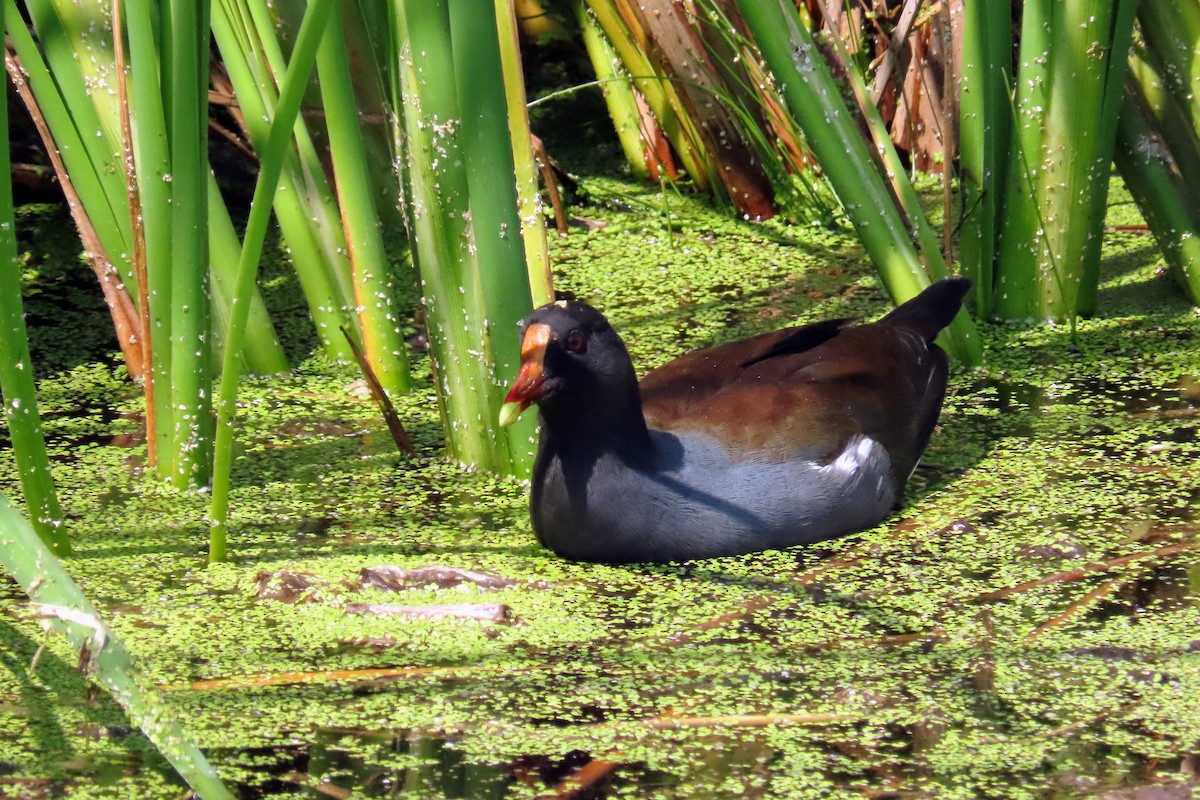 Common Gallinule - ML622795024