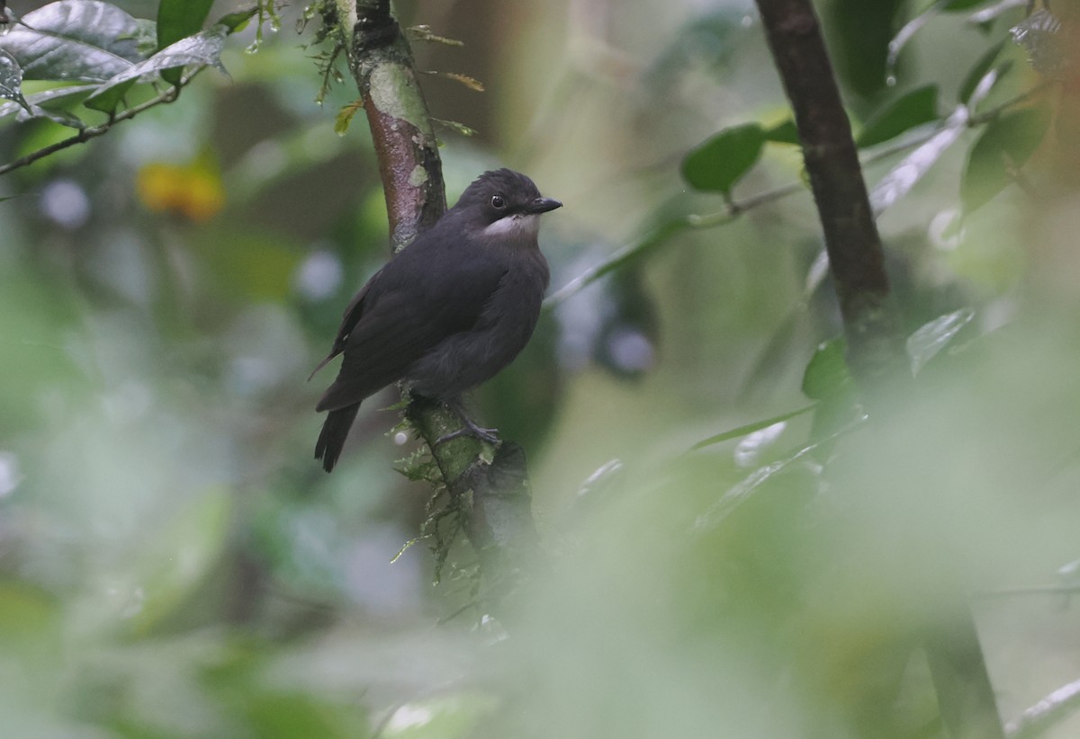 White-eyed Robin - ML622795025