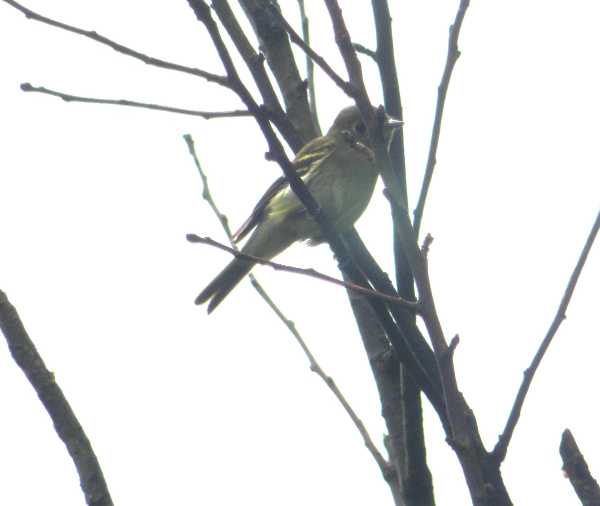 Yellow-bellied Flycatcher - Cindy Grimes