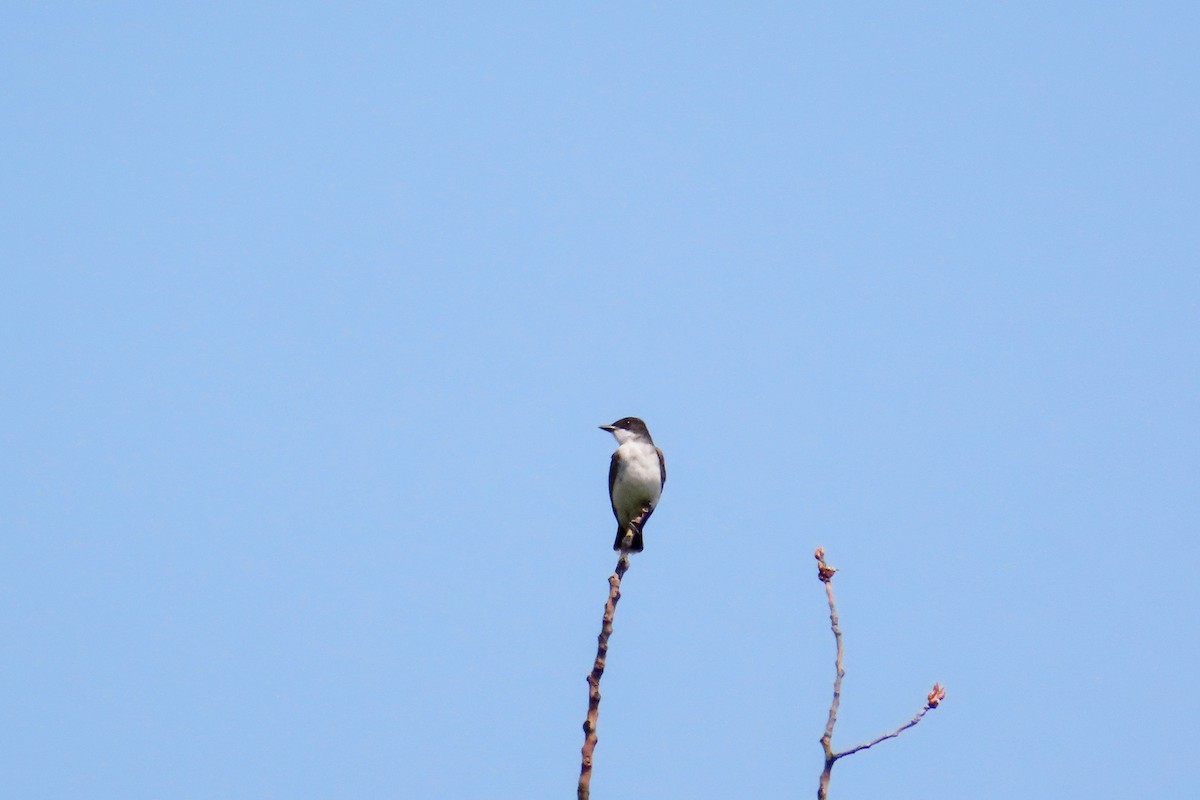 Eastern Kingbird - ML622795031