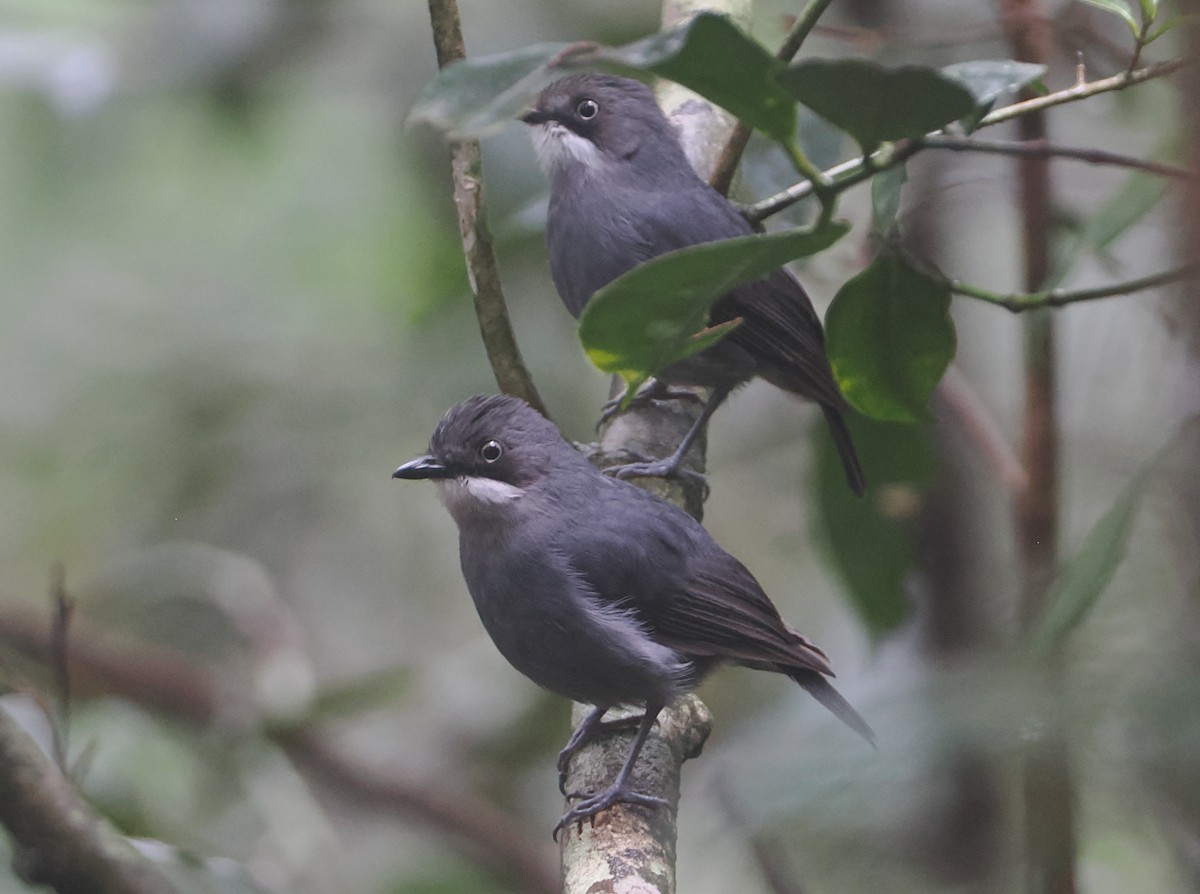 White-eyed Robin - ML622795034