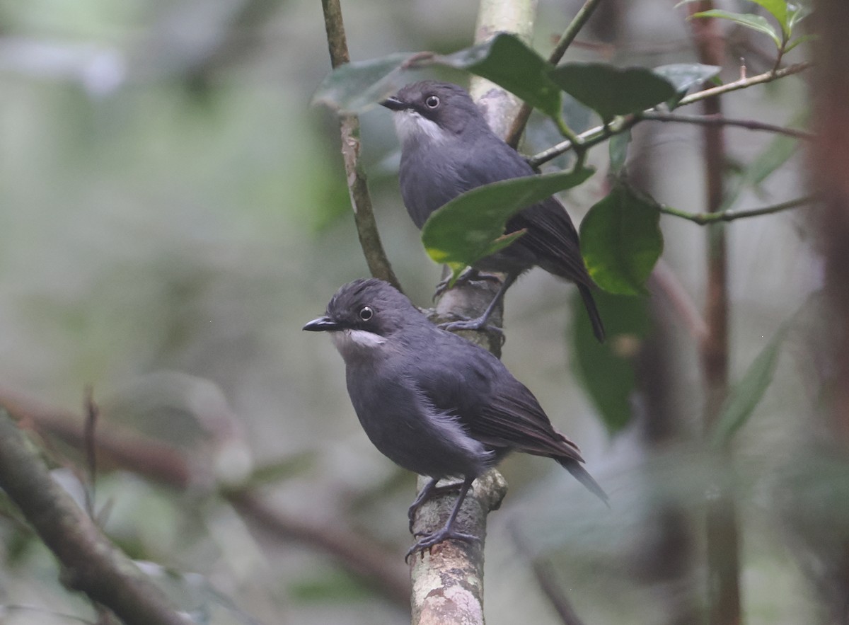 White-eyed Robin - ML622795042