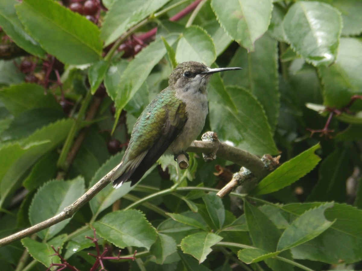 Ruby-throated Hummingbird - Cindy Grimes