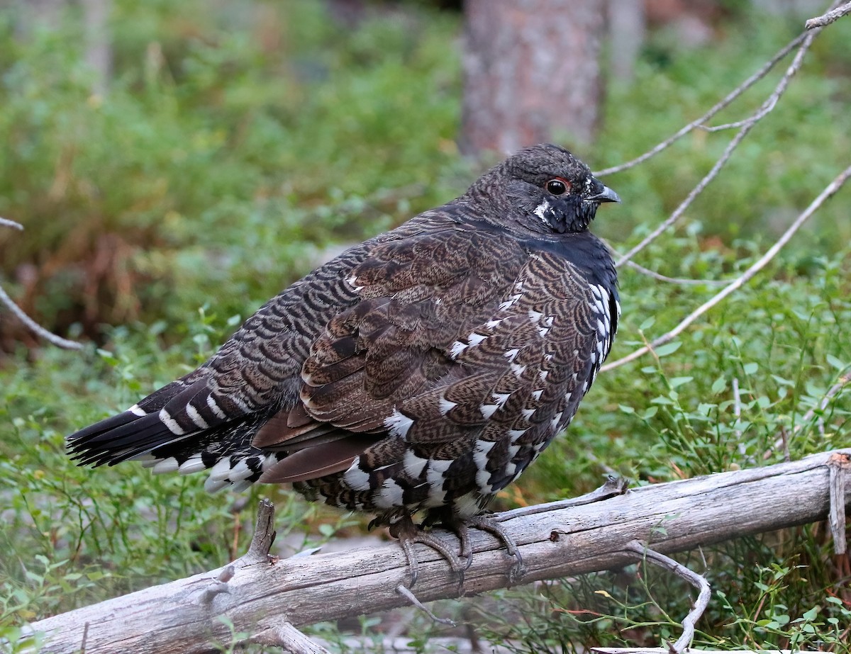 Spruce Grouse - ML622795148