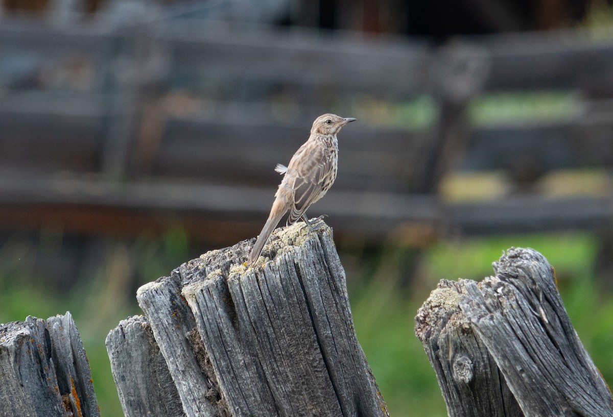Sage Thrasher - ML622795155