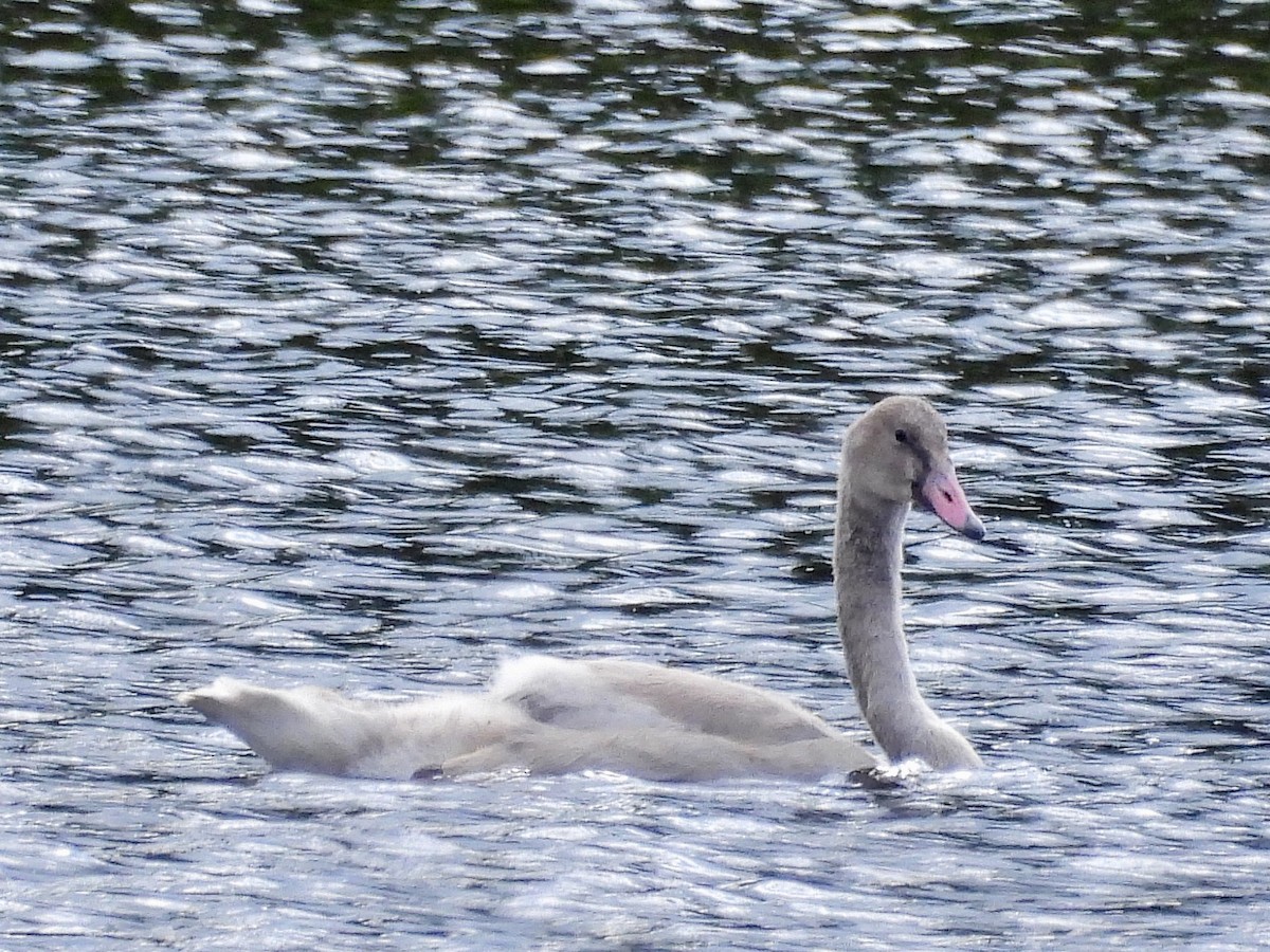 Trumpeter Swan - chris sawyer