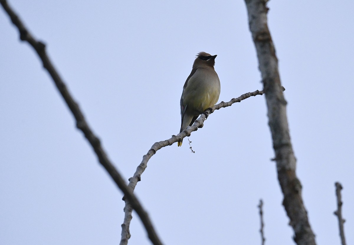 Cedar Waxwing - Nui Moreland