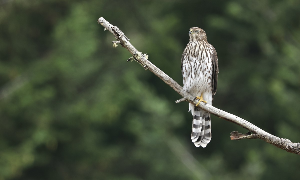 Cooper's Hawk - Evan Larson