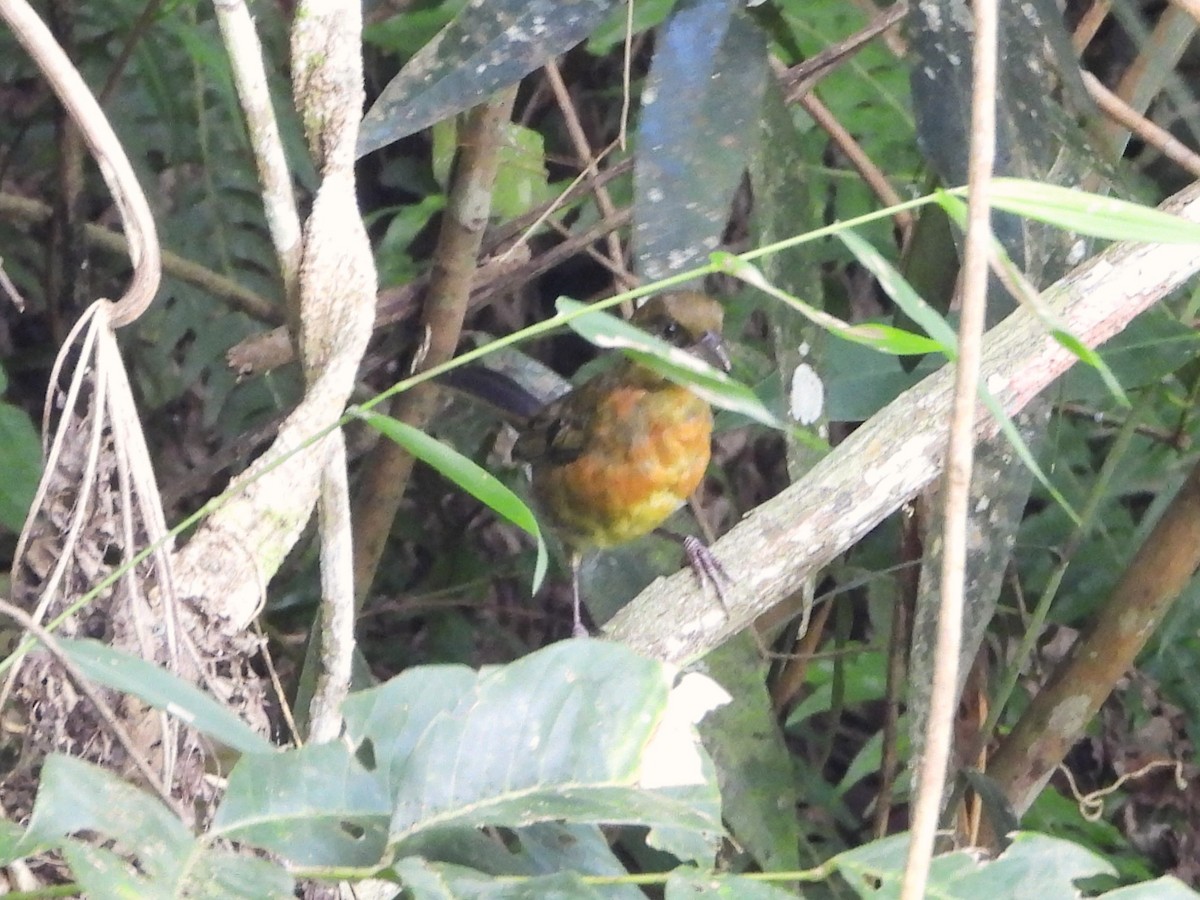 Ochre-breasted Brushfinch - ML622795258