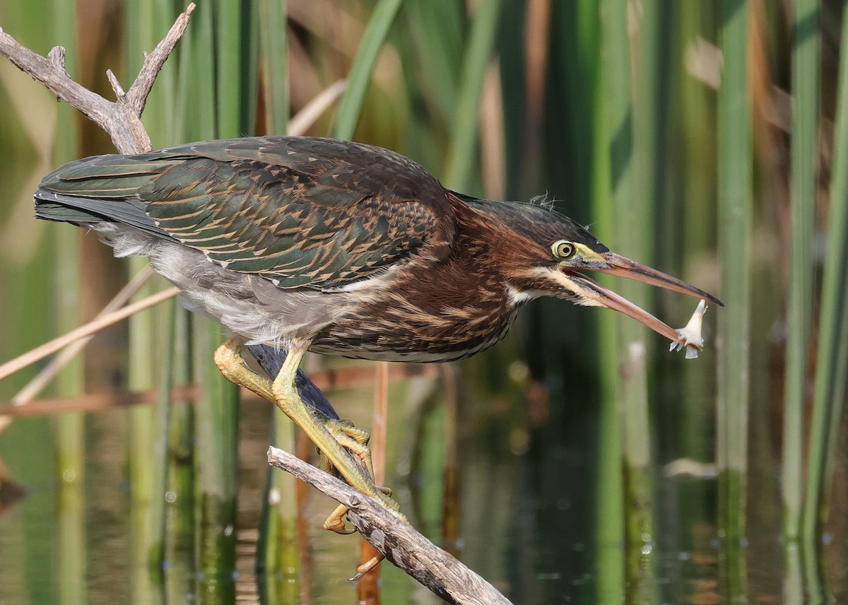 Green Heron - ML622795271