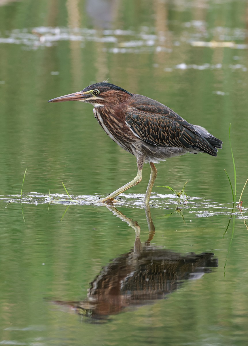 Green Heron - ML622795272