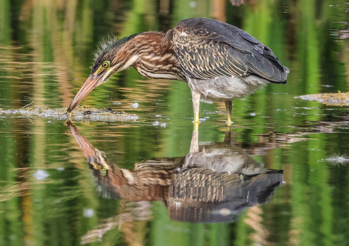 Green Heron - ML622795275