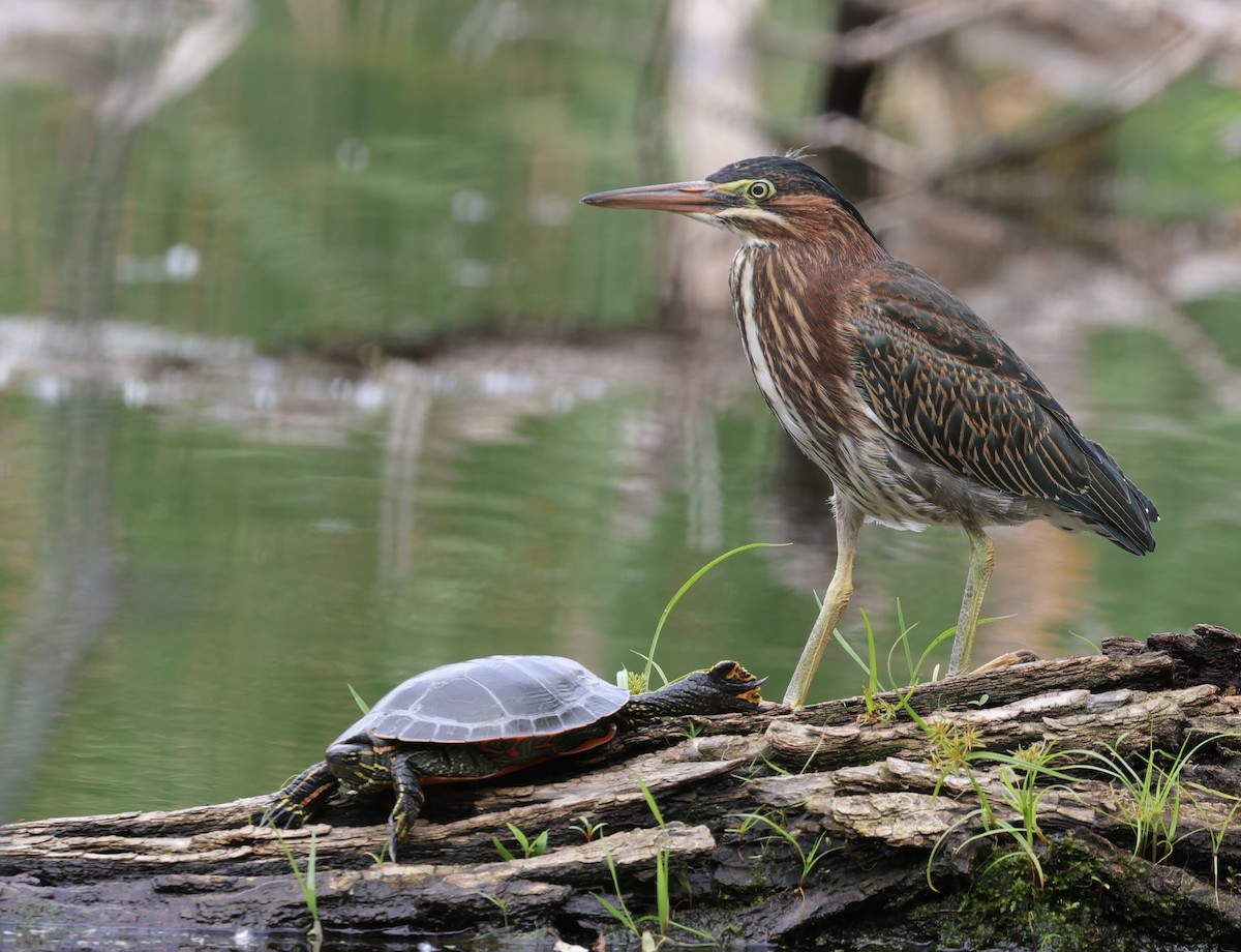 Green Heron - ML622795277