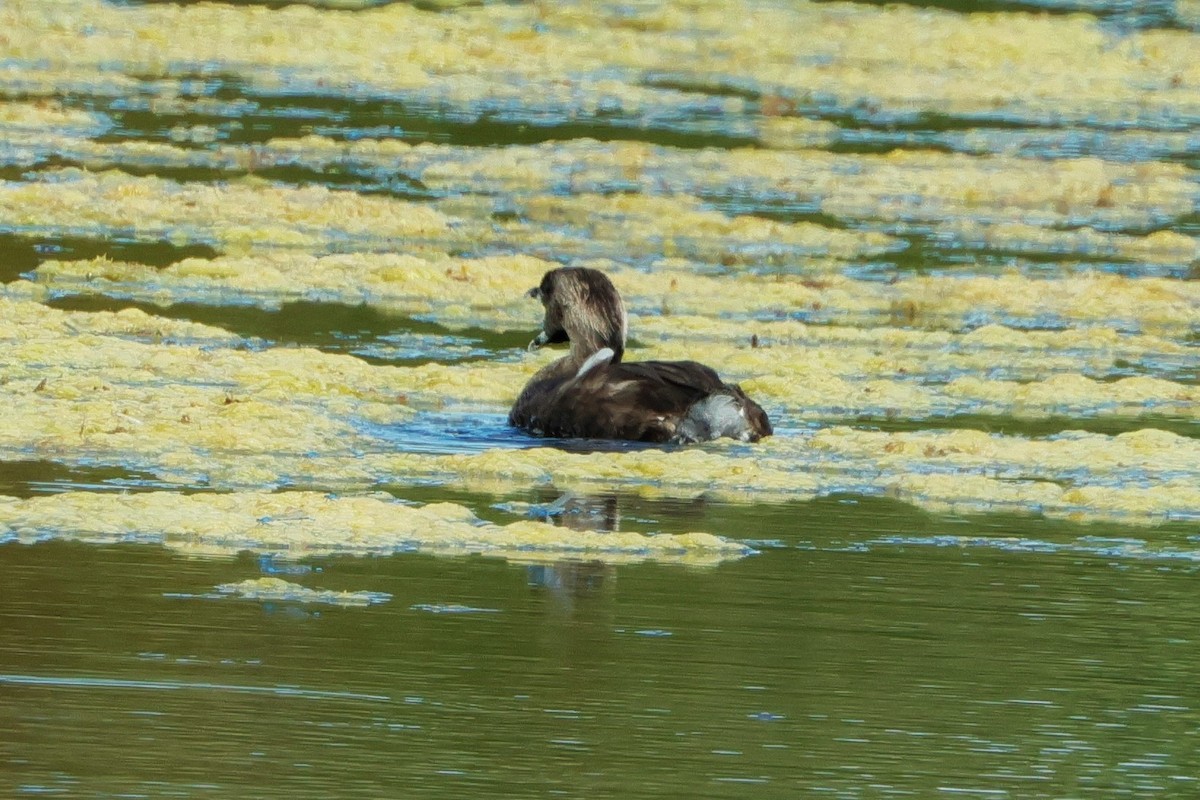 Pied-billed Grebe - Risë Foster-Bruder