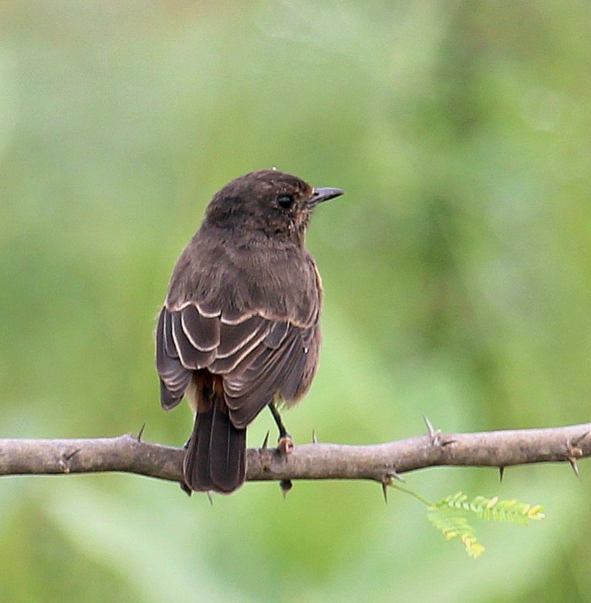 Pied Bushchat - Dr Nandini Patil