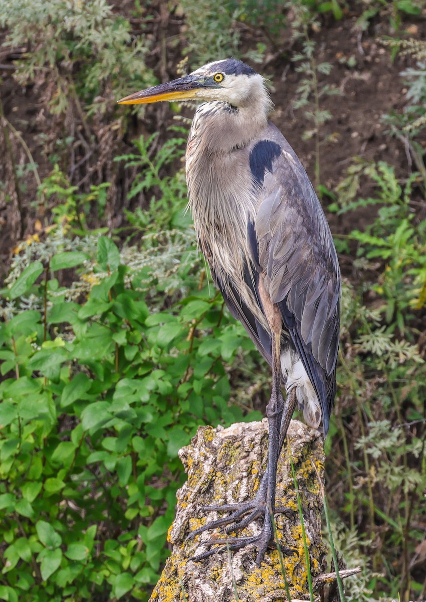 Great Blue Heron - ML622795286