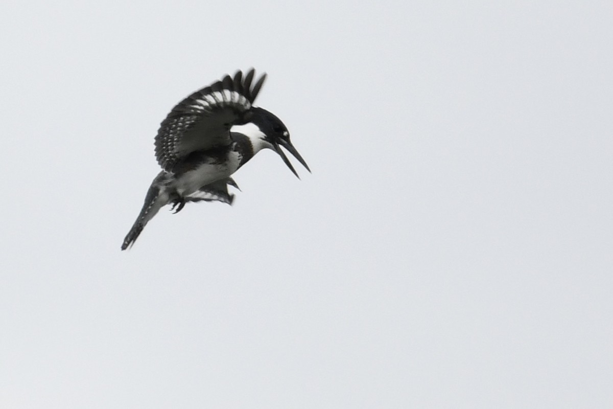 Belted Kingfisher - Brad Sale