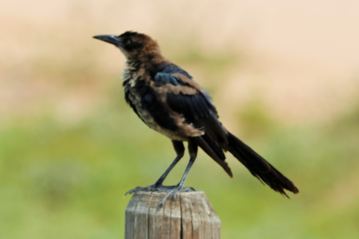 Great-tailed Grackle - ML622795318