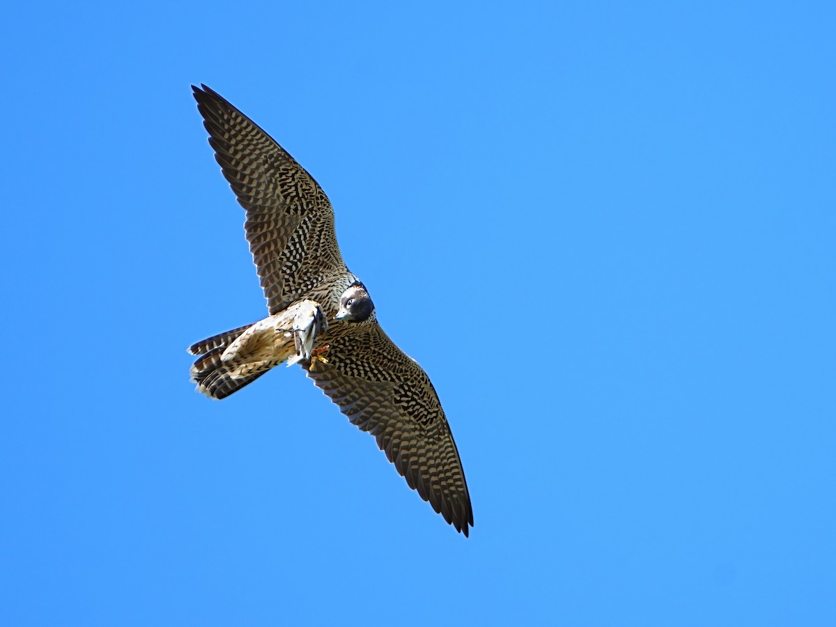 Peregrine Falcon - ML622795336