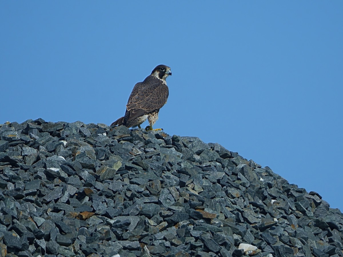 Peregrine Falcon - ML622795339