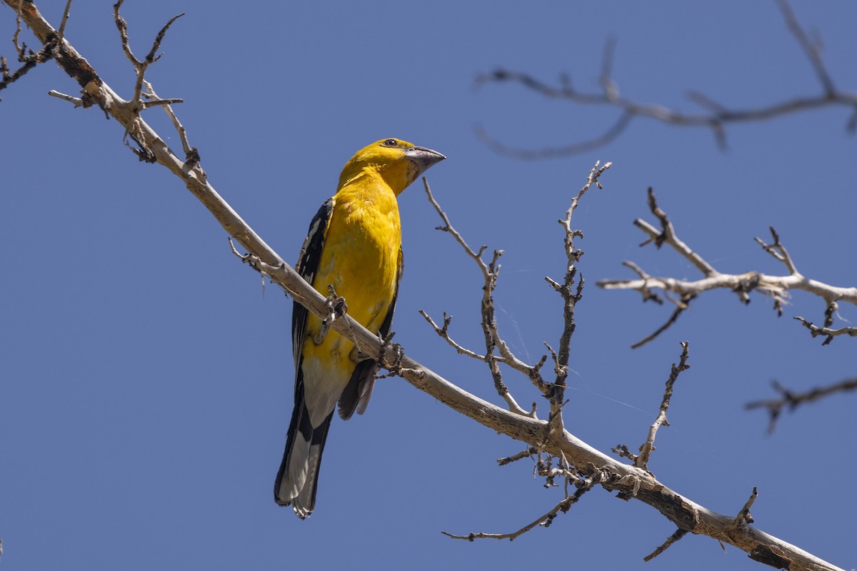 Yellow Grosbeak - ML622795350