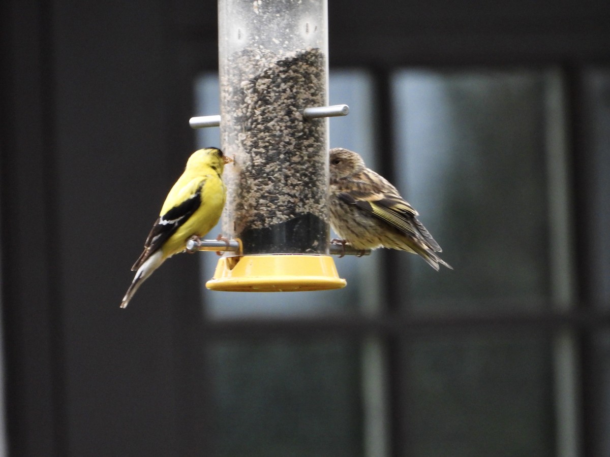 American Goldfinch - George Halmazna