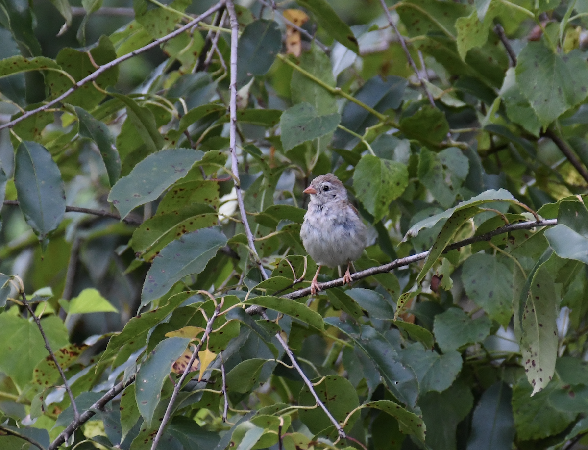 Field Sparrow - ML622795359