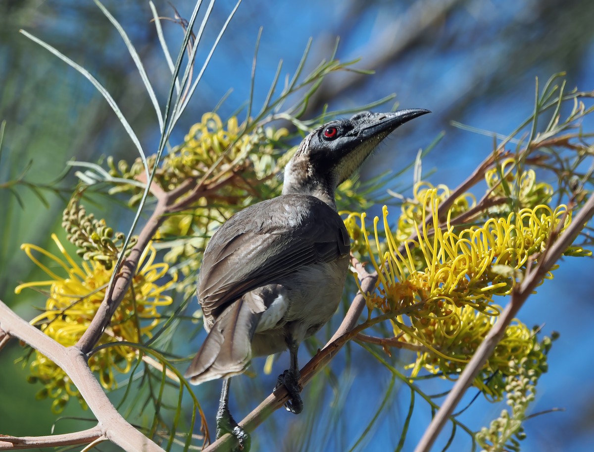 Helmeted Friarbird (Hornbill) - ML622795371