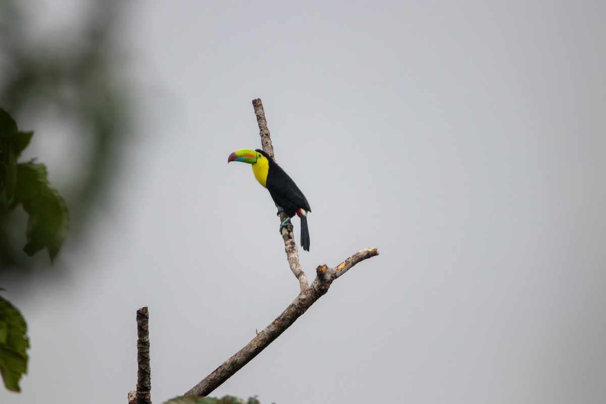 Keel-billed Toucan - Matt Fischer