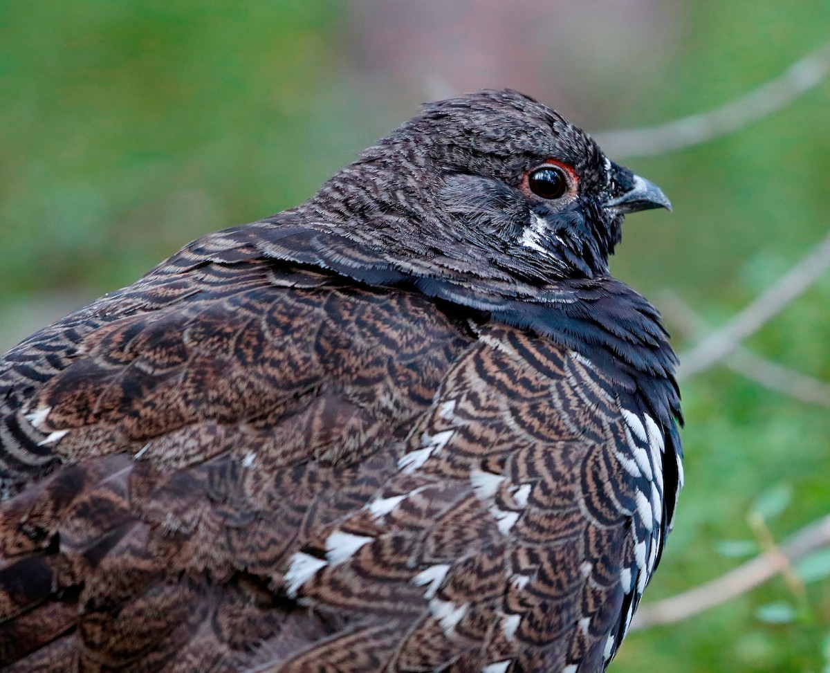 Spruce Grouse - ML622795410