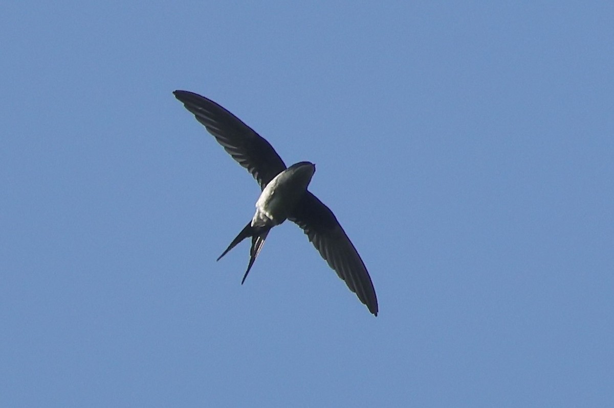 Gray-rumped Treeswift - ML622795466